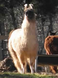Whist Me Away - Female